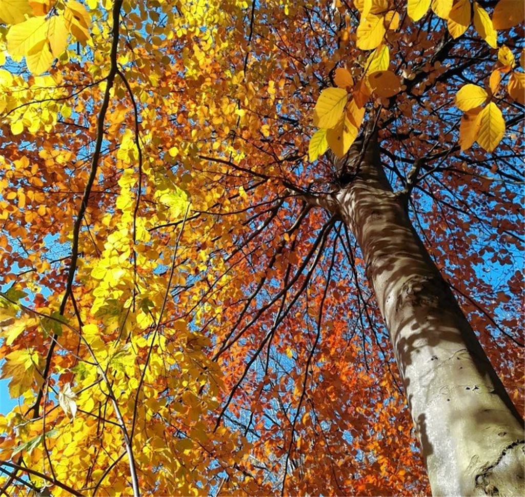 Herbstfarben