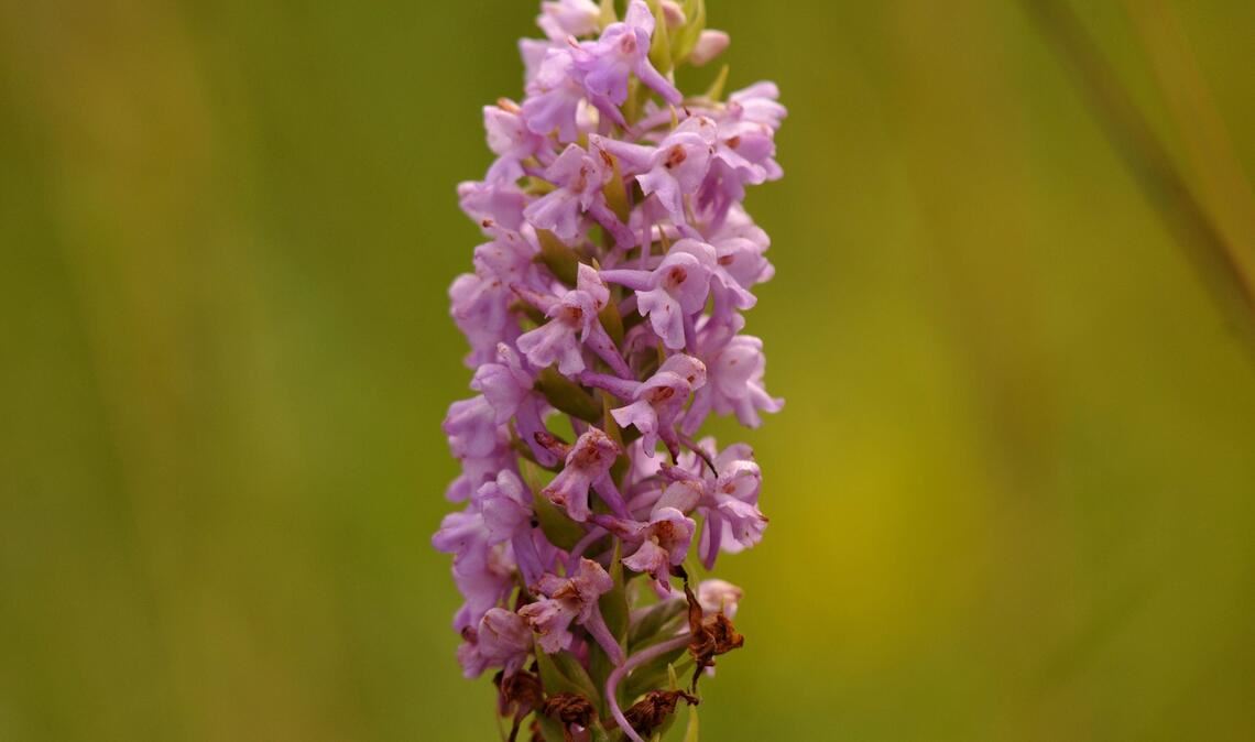 Prächtige Pflanze: Die „Mücken-Händelwurz“ ist „Orchidee des Jahres“. Foto: Lechner