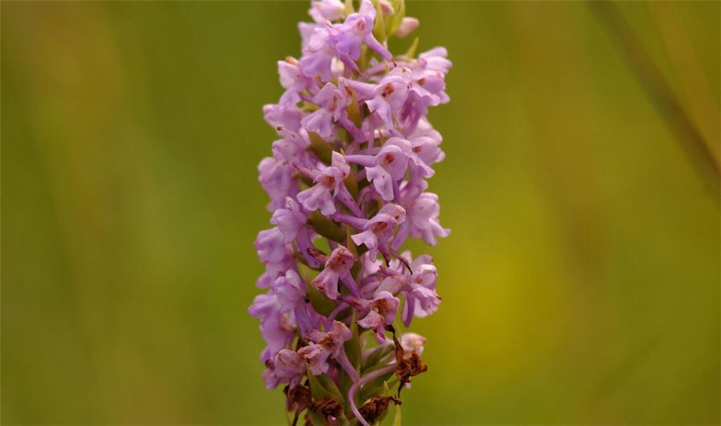 Prächtige Pflanze: Die „Mücken-Händelwurz“ ist „Orchidee des Jahres“. Foto: Lechner