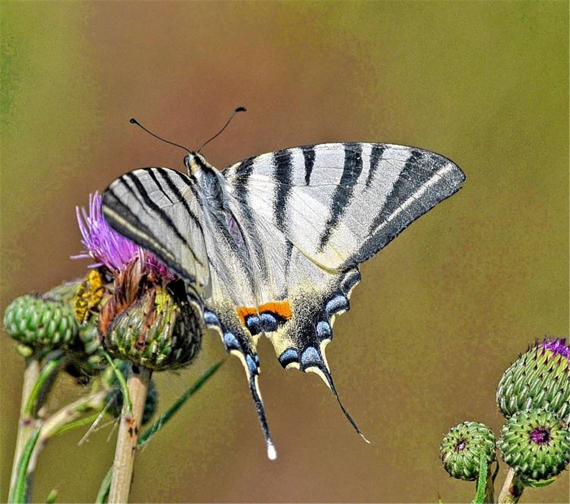 Prächtiger Segelfalter.