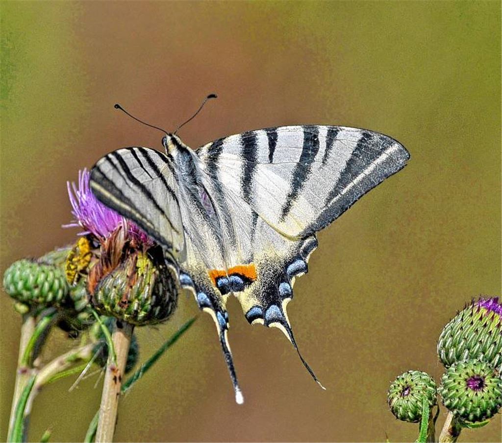Prächtiger Segelfalter.
