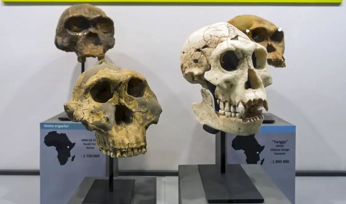 Prähistorische Homininae-Schädel: Paranthropus boisei (li. hinten), Homo erectus (re. hinten), Homo habilis (li. vorne) and Homo ergaster.