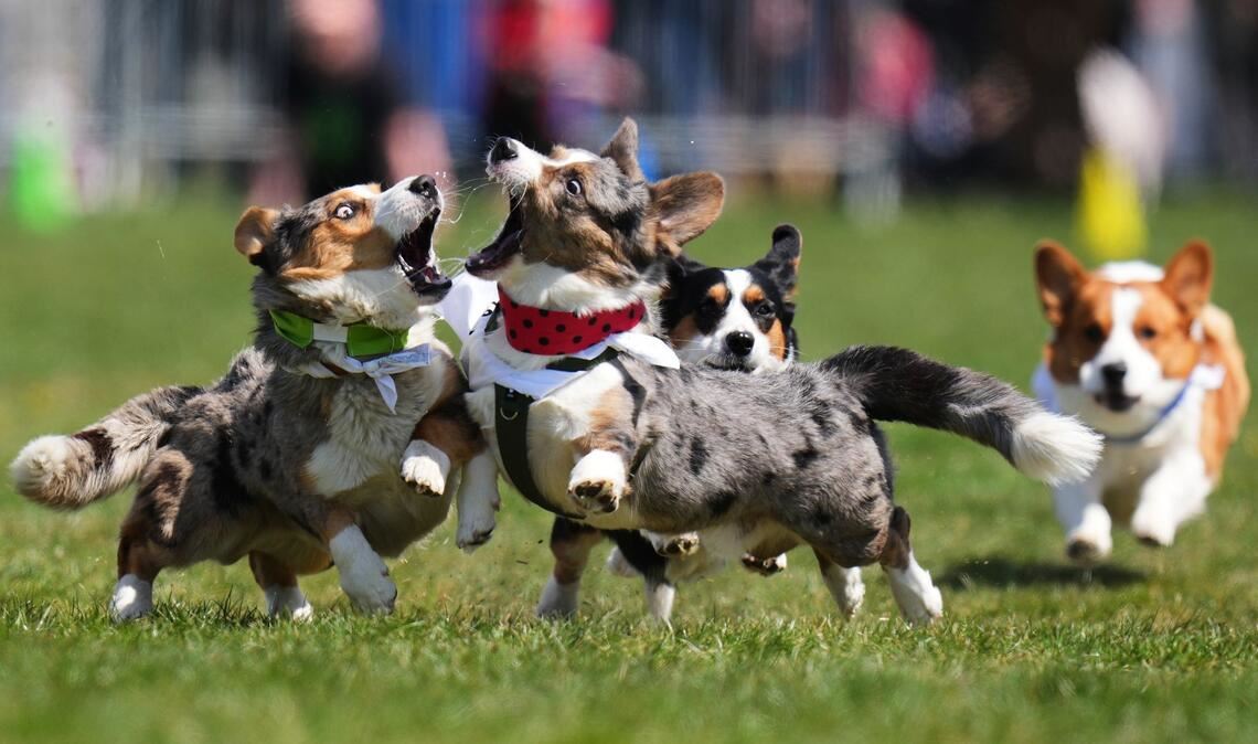Prag: Kurze Beine, großes Tempo – Corgis beim tschechischen Corgi Run