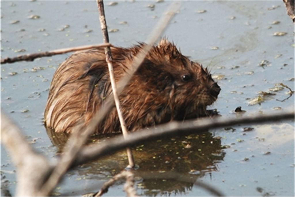 Praktisch auf der ganzen Welt heimisch – auch im Enzkreis: die Bisamratte, die tatsächlich gar keine Ratte, sondern die größte Wühlmaus-Art der Welt ist. Foto: Lechner