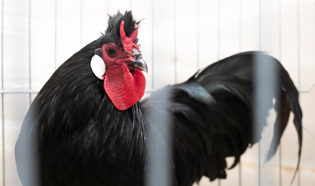 Preisgekrönt: die Rasse „Appenzeller Spitzhaube schwarz“ aus dem Stall von Züchter Fritz Pfrommer. Foto: Fotomoment