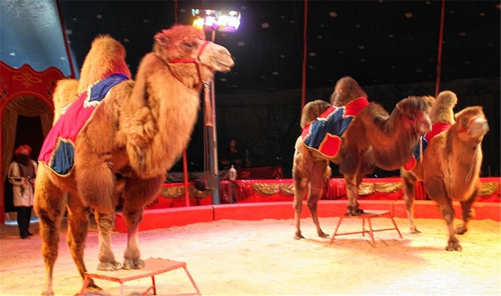 Premiere im Letten: Der „Circus Montana“ gastiert noch bis zum kommenden Montag auf dem Festplatz in Mühlacker.