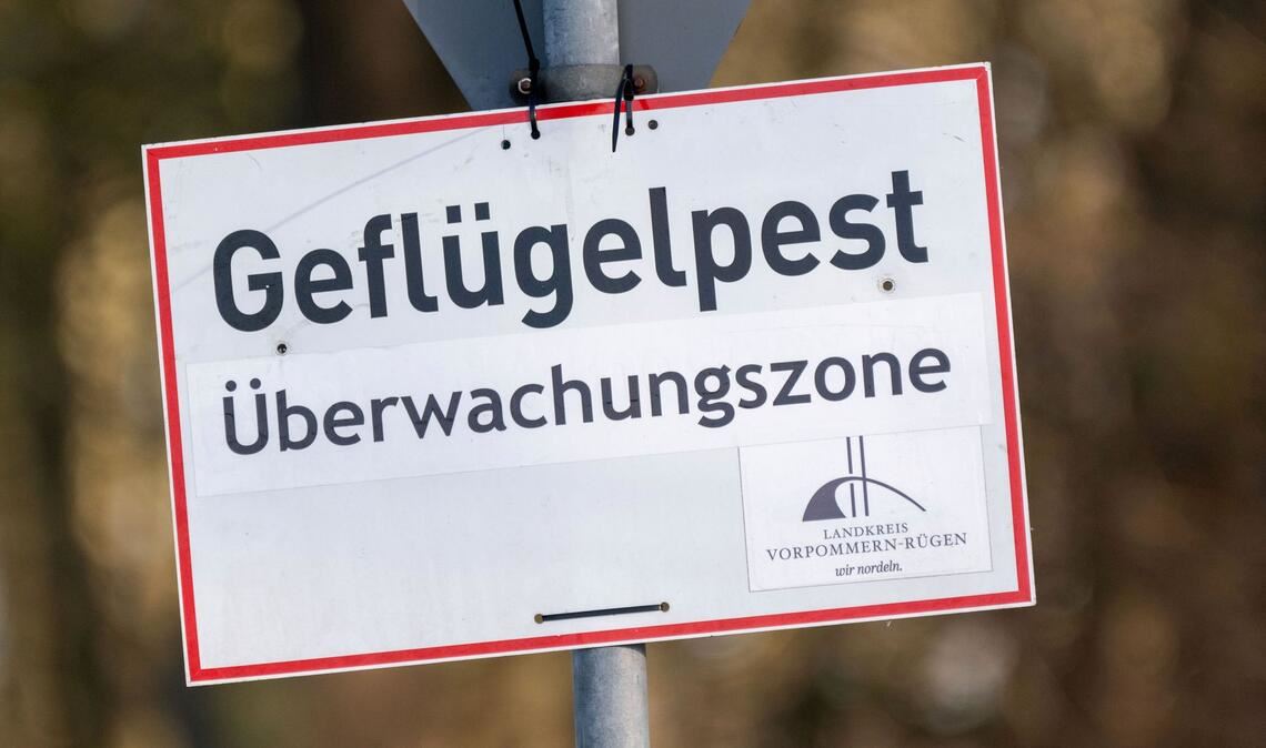 Pro getötetem Tier können Tierhalterinnen und Tierhalter bis zu 50 Euro erhalten. (Symbolbild)