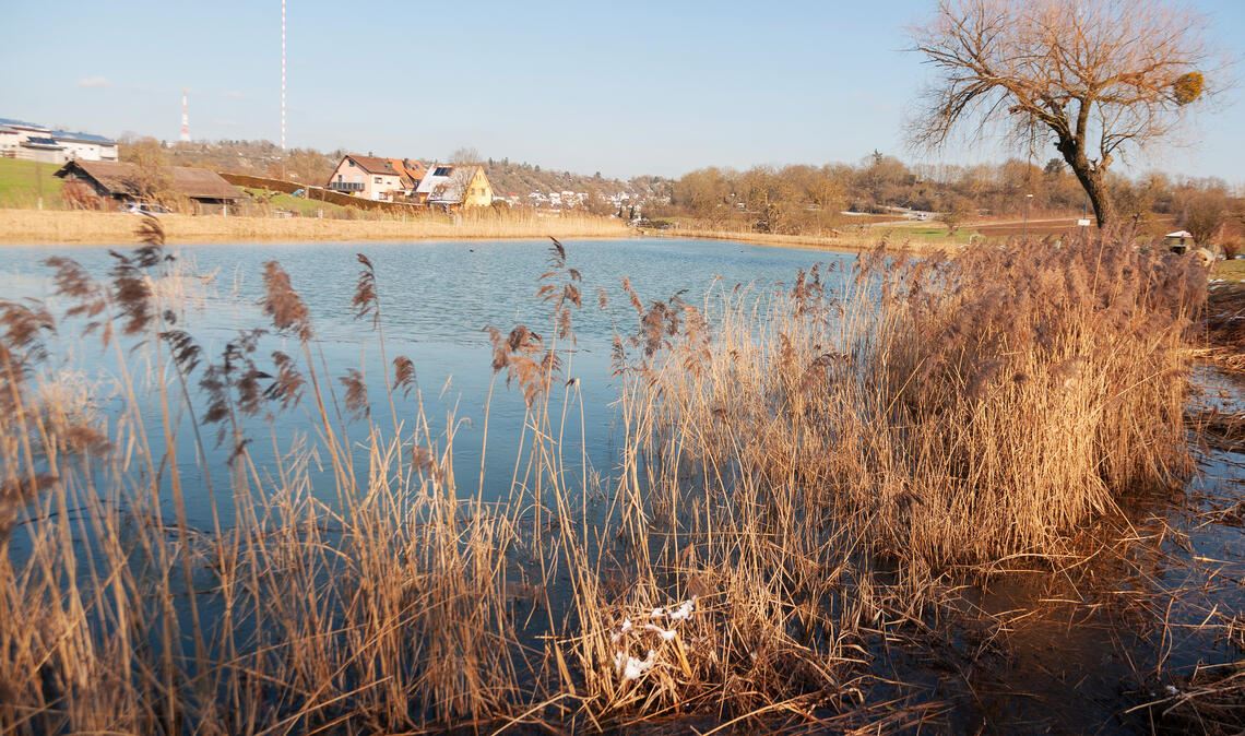Problem für Angler: Immer wieder suchen Kormorane den Wullesee heim. Fotos: privat/Fotomoment
