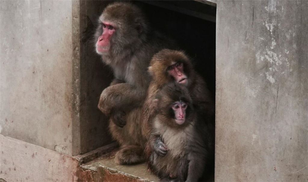 Punch geht seinen Weg.