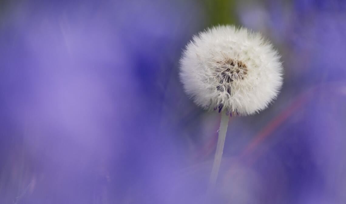 Pusteblume zwischen blauen Hasenglöckchen