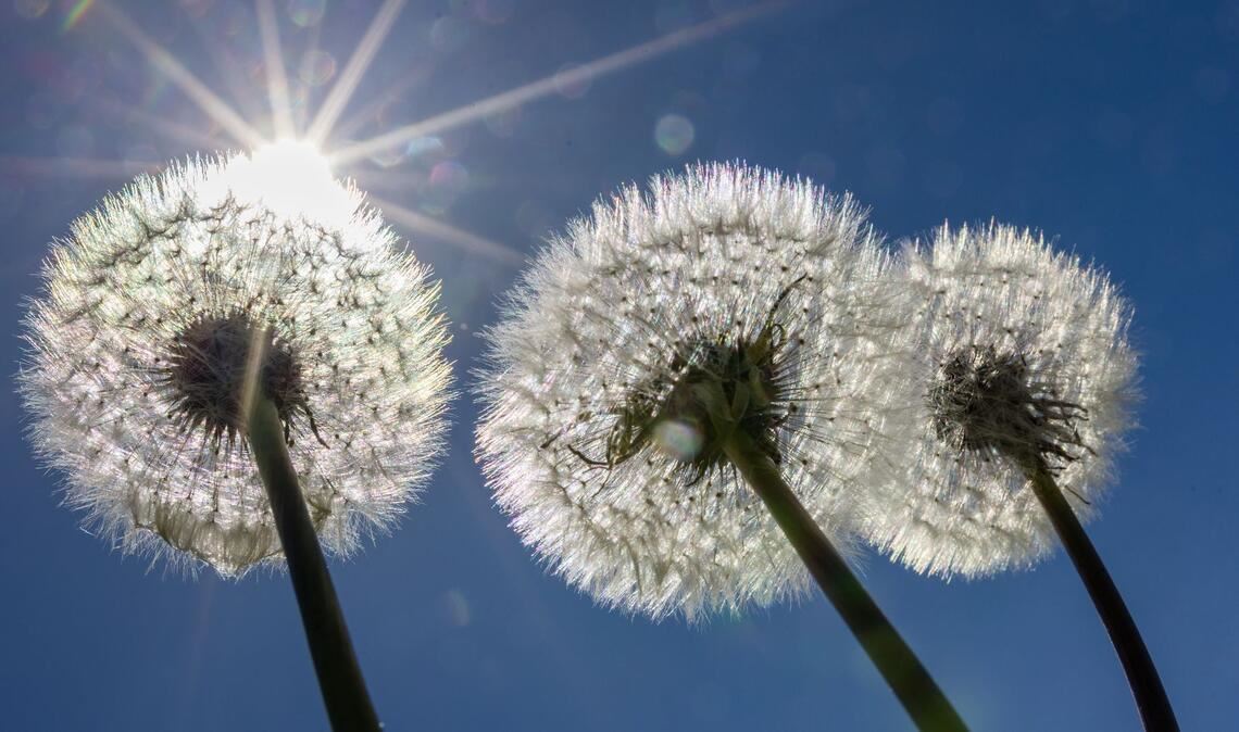 Pusteblumen in der Sonne