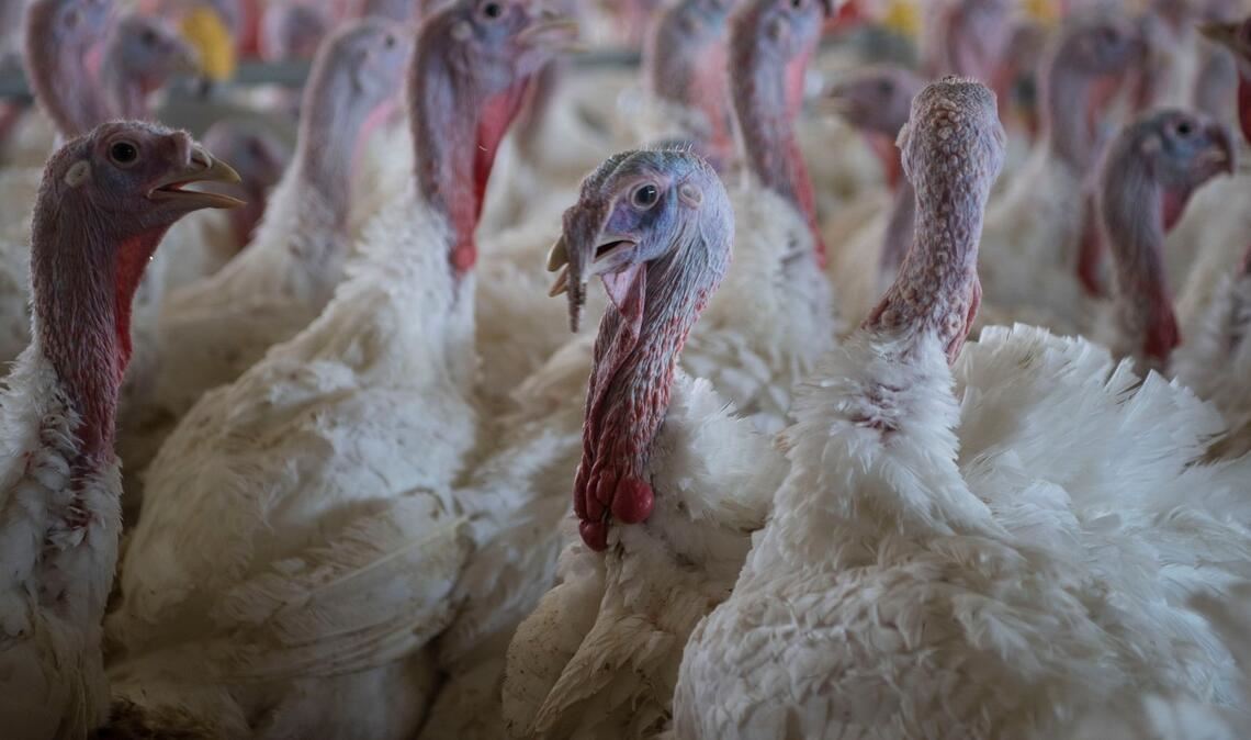 Puten im Stall eines Mastbetriebs. (Symbolbild)