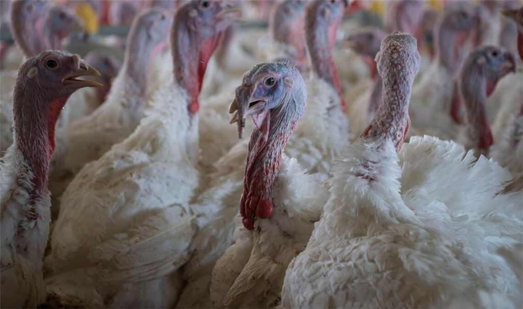 Puten im Stall eines Mastbetriebs. (Symbolbild)
