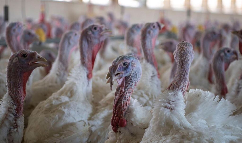 Puten im Stall eines Mastbetriebs (Symbolbild).