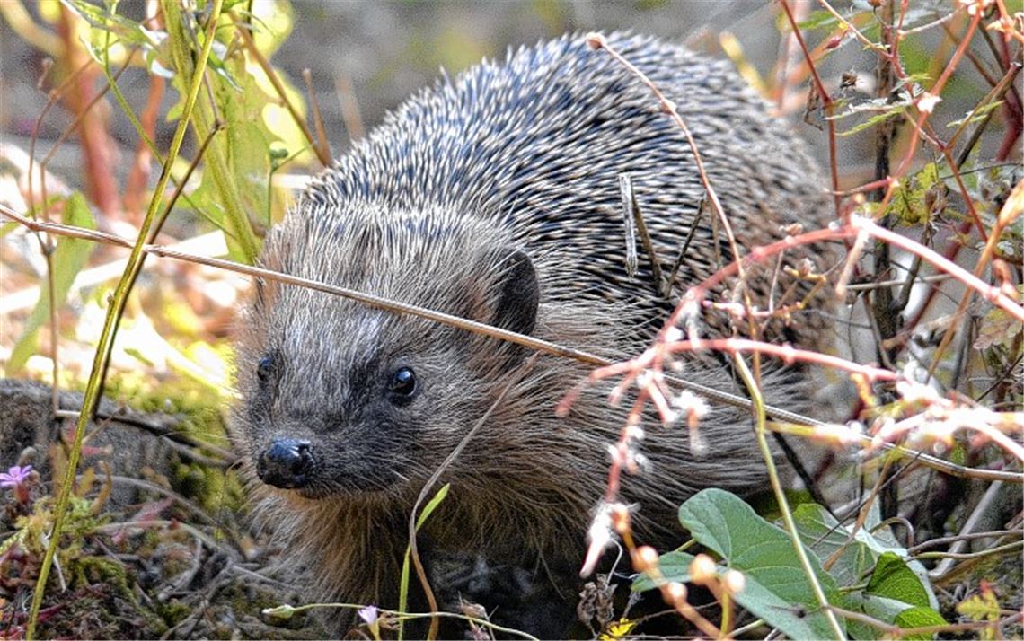 Tierliebe ja – aber bitte richtig!