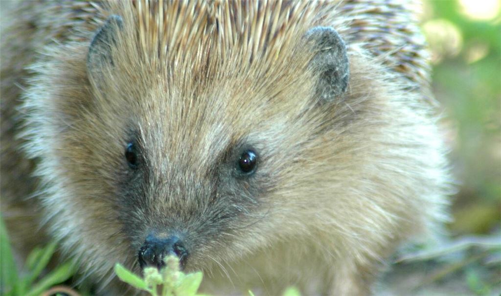 Putziger Geselle, aber auch gefährdet: Die Zahl der Igel geht stark zurück. Foto: Lechner