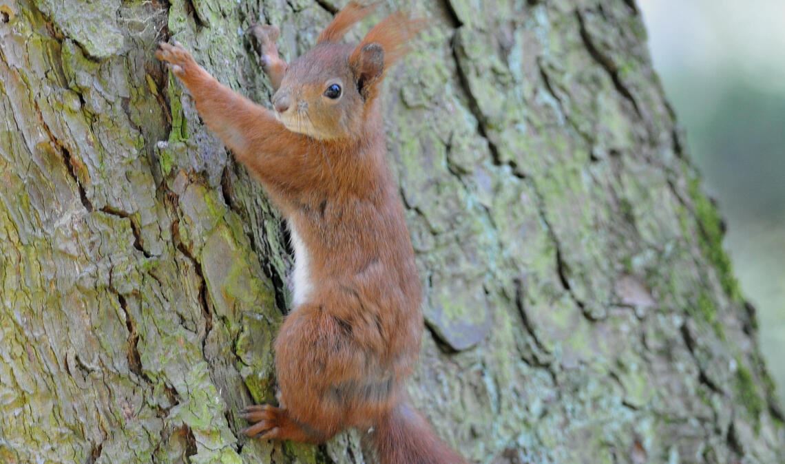 Putziges Kerlchen: Das Eichhörnchen erfreut sich besonderer Beliebtheit. Foto: Lechner