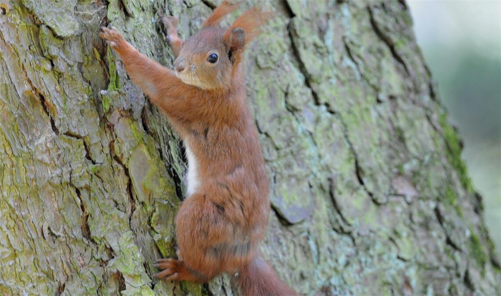 Putziges Kerlchen: Das Eichhörnchen erfreut sich besonderer Beliebtheit. Foto: Lechner
