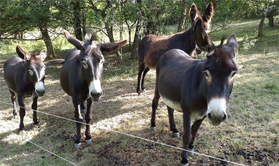 Pyrenäen- und Zamorano-Esel weiden – und tun damit Gutes. Foto: Dörr-Timmerberg