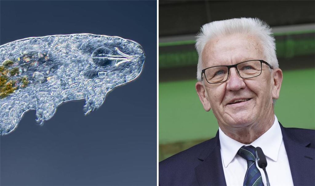 „Ramazzottius kretschmanni“ heißt ein nach Winfried Kretschmann benanntes Bärtierchen. (Symbolbild/Archivbild)