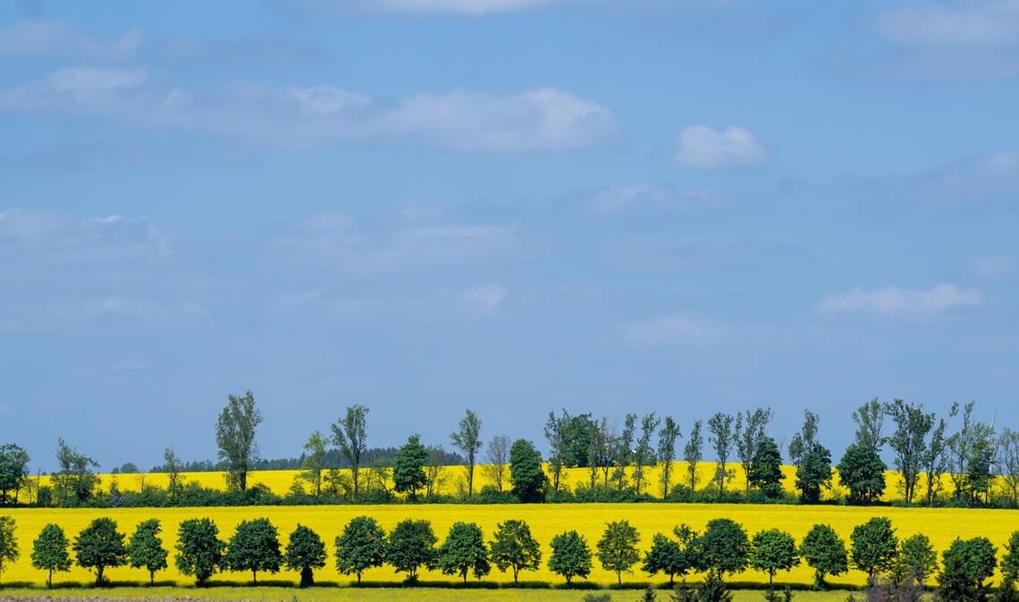 Raps blüht auf einem Feld in Sachsen: Frühsommerliches Wetter stimmt auf das bevorstehende Pfingstfest ein.
