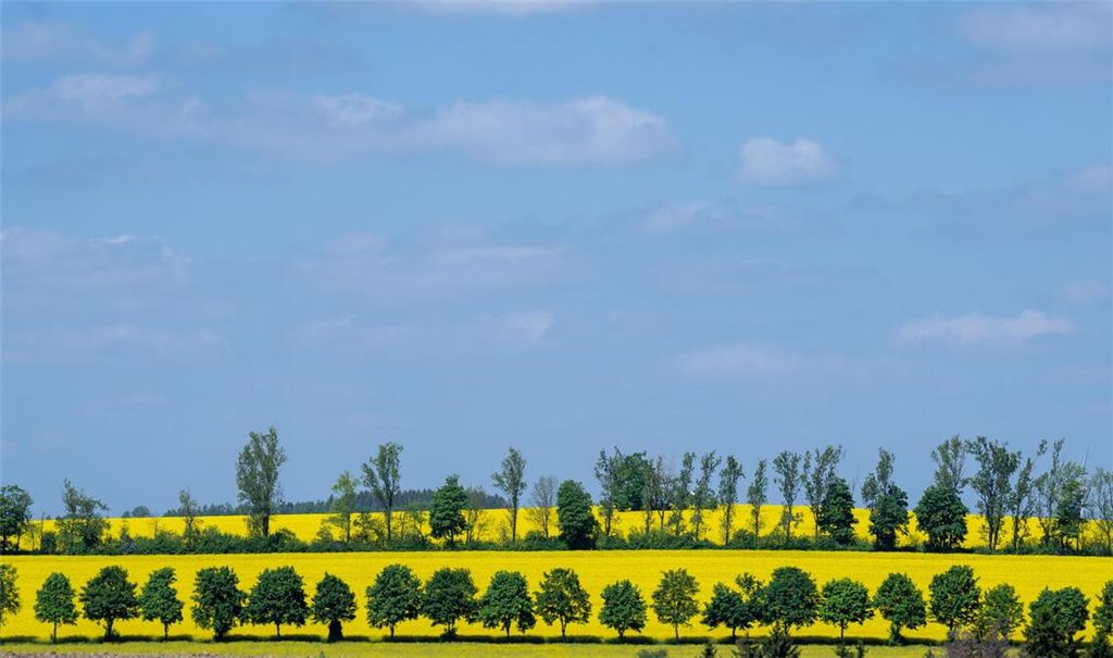 Raps blüht auf einem Feld in Sachsen: Frühsommerliches Wetter stimmt auf das bevorstehende Pfingstfest ein.