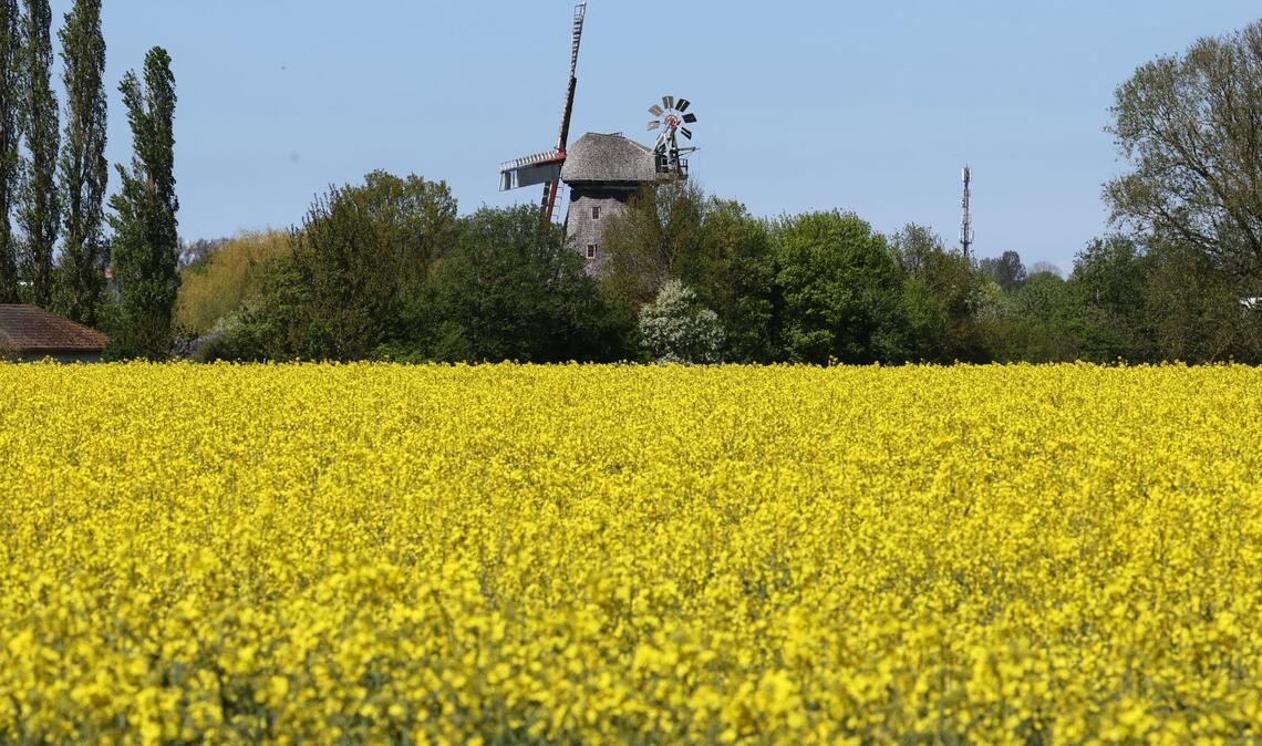 Raps blüht vor einer Windmühle in Mecklenburg-Vorpommern.
