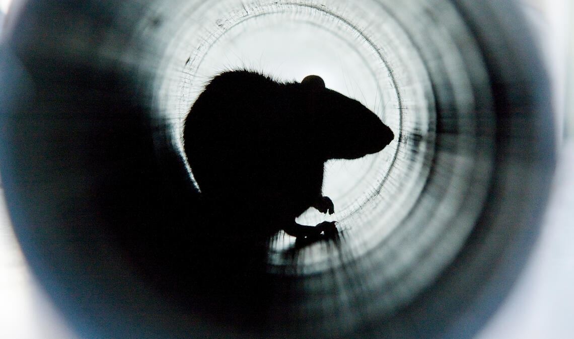 Ratten gelten als Überlebenskünstler. Foto: Adobe-Stock/Mads