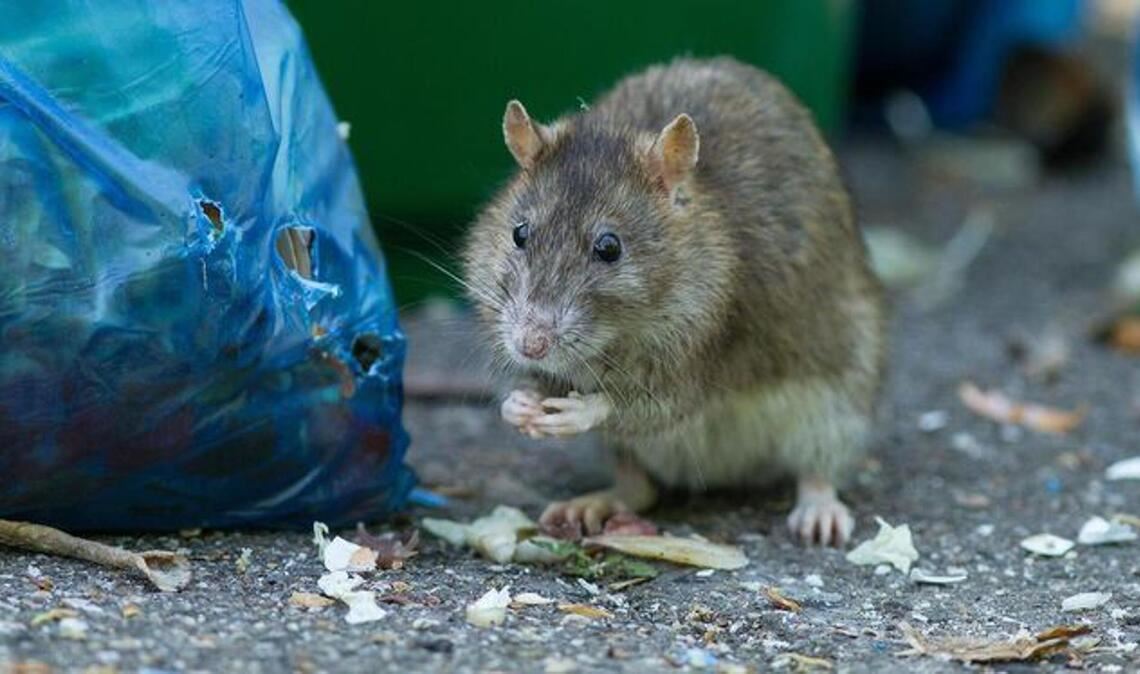 Ratten lieben Biomüll – einige Städte schaffen daher die blauen Beutel ab.