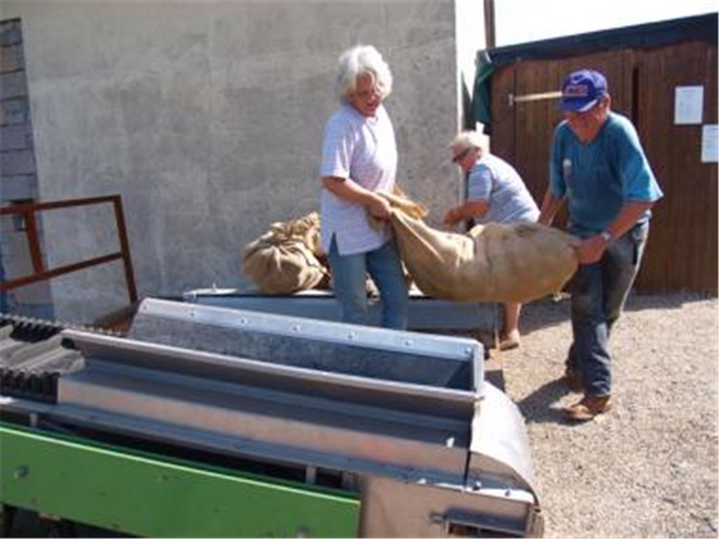 Rauf aufs Transportband  da müssen vier Hände schon kräftig zupacken, damit der Sack mit dem Obst auch an der richtigen Stelle landet. Foto: Filitz
