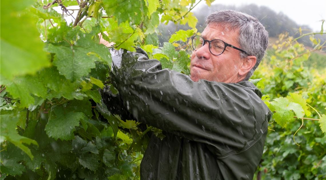 Reben brauchen Pflege, auch bei Schmuddelwetter. Gut, dass Winzer wie Christian Häußermann vom gleichnamigen Weingut in Diefenbach hart im Nehmen sind. Fotomoment