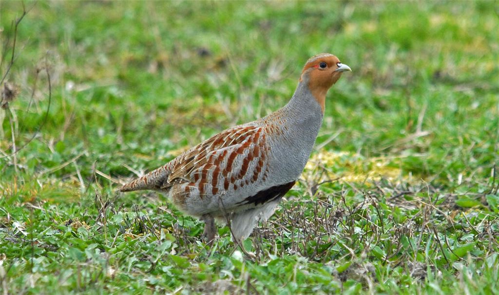 Rebhühner sind ein seltener Anblick geworden. Fotos: Lechner