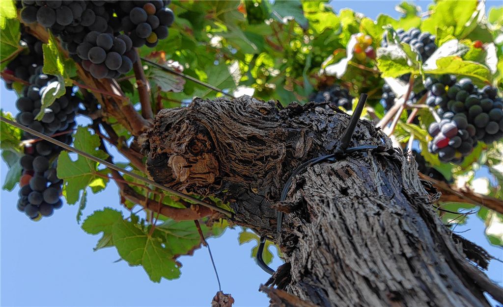 Rebstock trägt Früchte. Leserfoto: Klaus Dolt