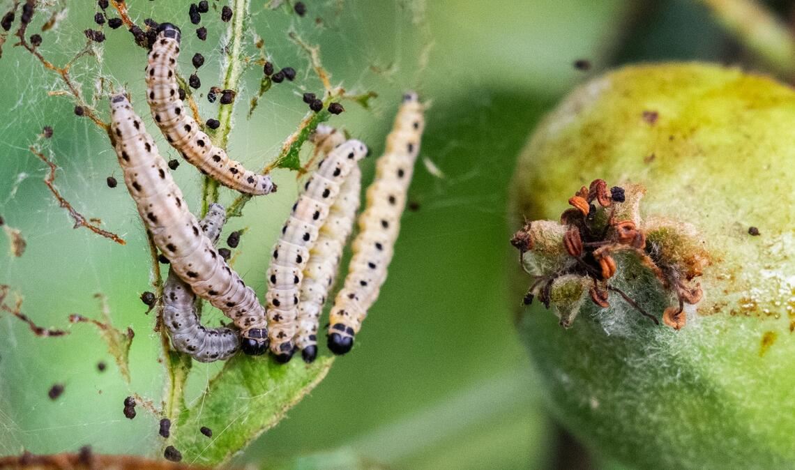 Region Hannover: Apfel-Gespinstmotten fressen an Apfelbaum in Obstgarten