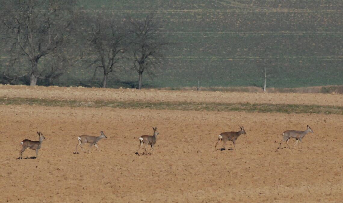 Eidechsen sonnen sich mitten im Winter Rehe schließen sich wie jedes Jahr im Winter zu Gruppen zusammen. Fotos: Lechner