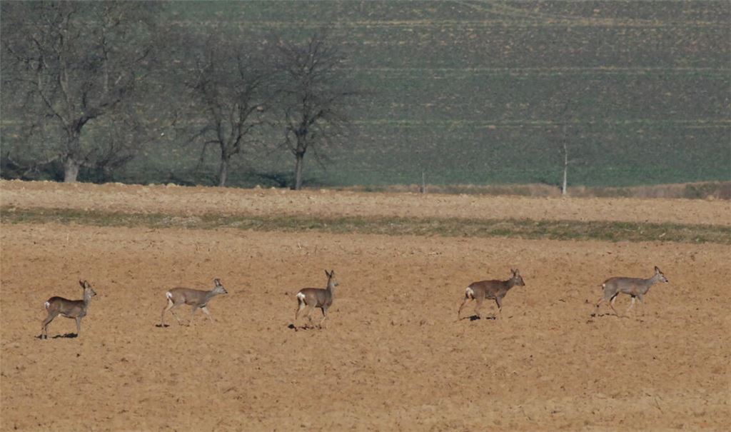 Rehe schließen sich wie jedes Jahr im Winter zu Gruppen zusammen. Fotos: Lechner