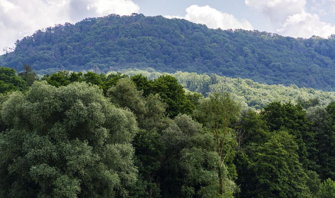 Rehe zu bejagen ist laut dem Mühlacker Revierförster Maximilian Rapp zum Schutz vor Wildverbiss unumgänglich. Foto: Archiv/Fotomoment