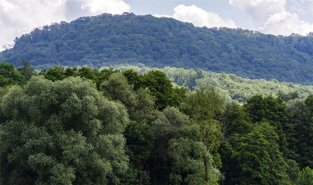 Rehe zu bejagen ist laut dem Mühlacker Revierförster Maximilian Rapp zum Schutz vor Wildverbiss unumgänglich. Foto: Archiv/Fotomoment