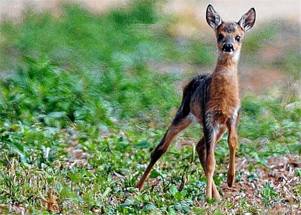 Rehkitze flüchten bei Gefahren nicht, sondern bleiben in ihrem Versteck liegen.