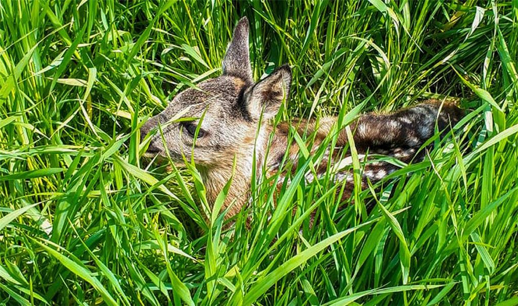 Rehkitzretter sollen zuvor auf in der Wiese befindliche Rehkitze hingewiesen haben. (Symbolbild)