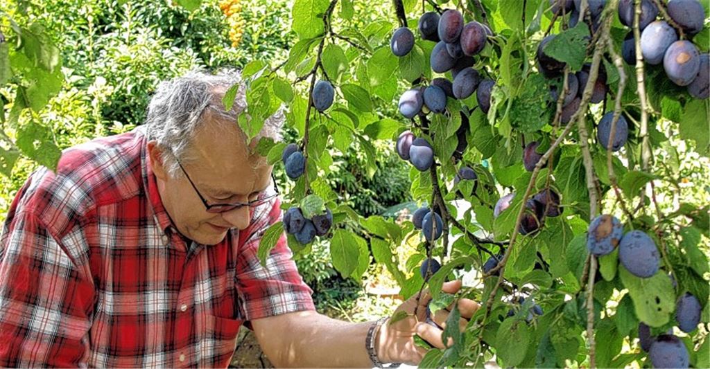 Reiche Zwetschgenausbeute im Garten von Albrecht Selinger, der seinen überreich tragenden Baum durch eine erste Ernte entlastet und die schadhaften Früchte aussortiert. Fotos: Appich.