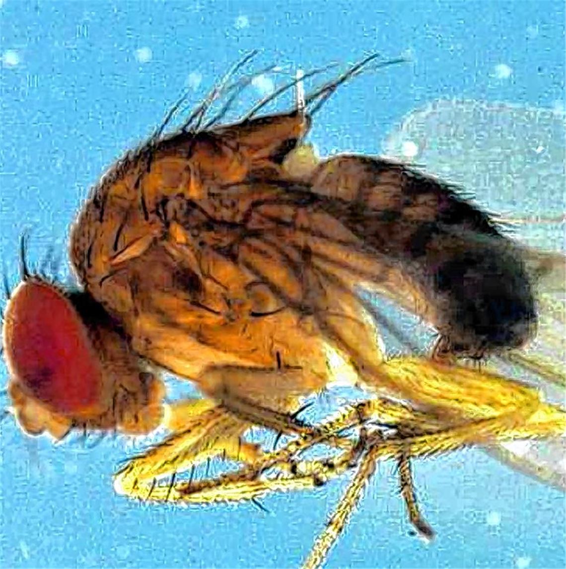 Reife rote Beeren wirken wie Magneten auf Kirschessigfliegen. Foto: Goertz