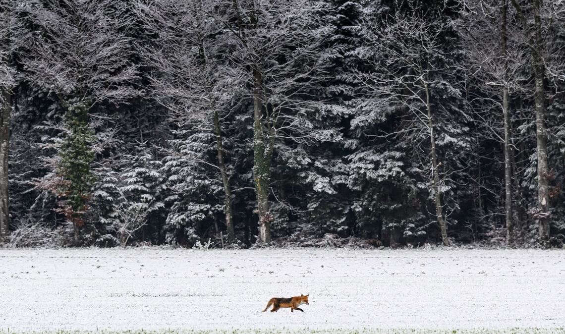 Reineke im Schnee: Ein Fuchs läuft über ein verschneites Feld in der Schweiz.