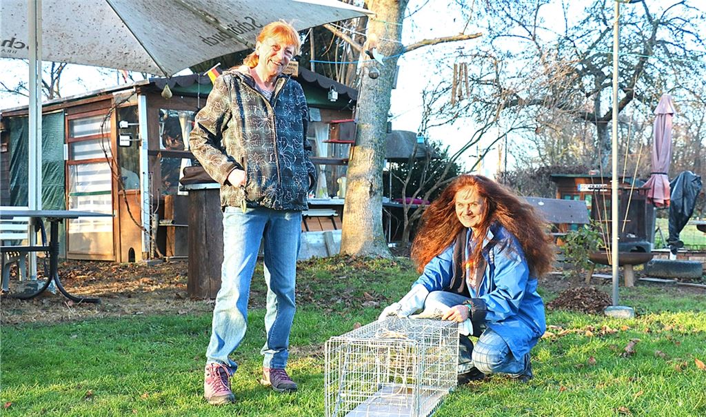 Reinhild Mussog (links) und Christa Hayer kümmern sich im Wiernsheimer Wiesental seit Jahren um Streunerkatzen Archivfoto: Wewoda. 