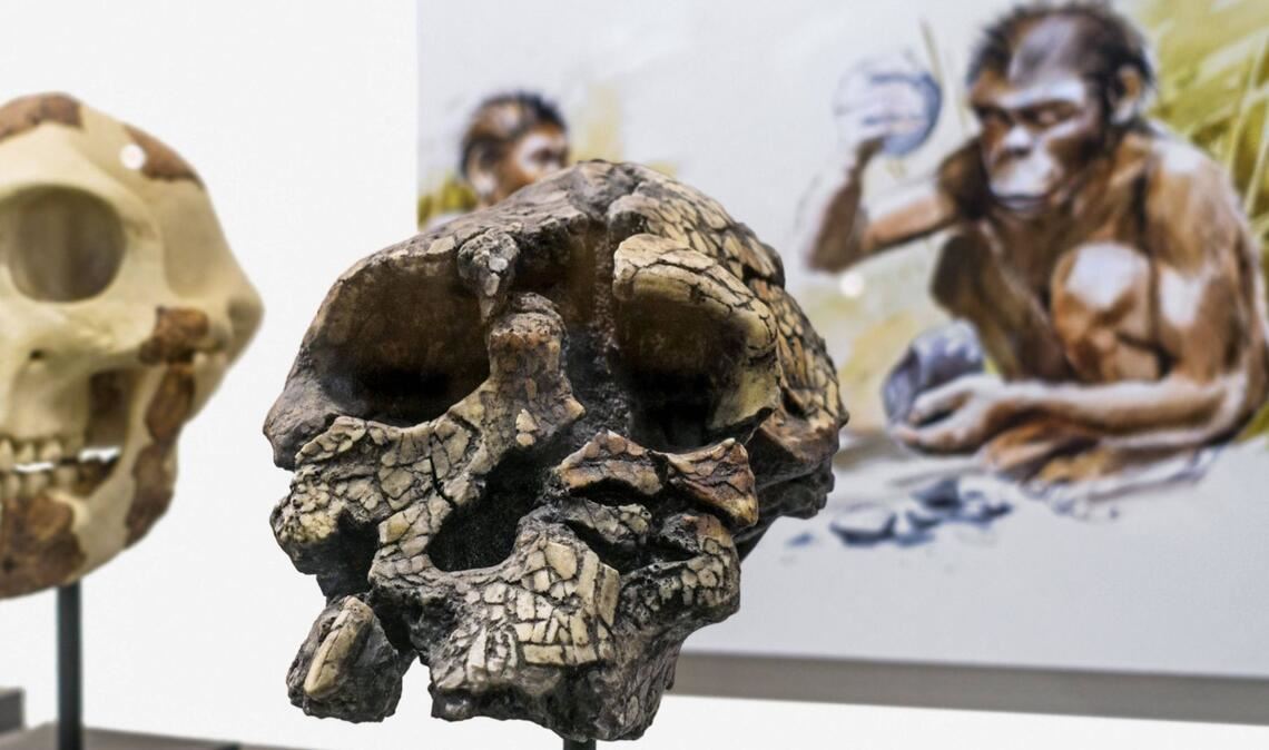 Rekonstruktion des Schädels eines Sahelanthropus tchadensis.