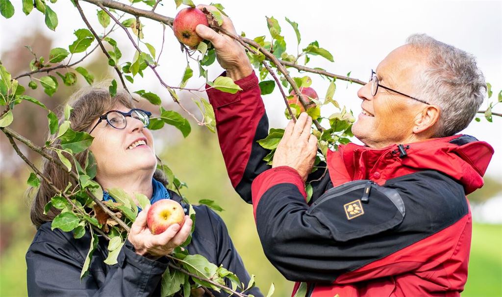 Renette von Serres ist eine der alten Apfelsorten, die noch im Enzkreis wachsen: Cornelia Schuler und Bernhard Reisch nehmen die Früchte unter die Lupe. Foto: Seibel/Enzkreis