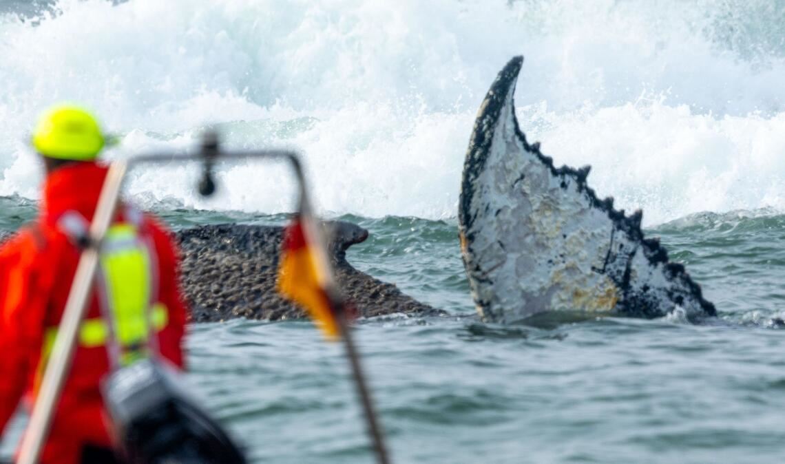 Rettungskräfte beobachten vom Strand aus einen Wal, der am Timmendorfer Strand gestrandet ist. Die Polizei hat das Gelände abgesperrt, um das Tier nicht zu beunruhigen. Die Rettung läuft seit den Morgenstunden.