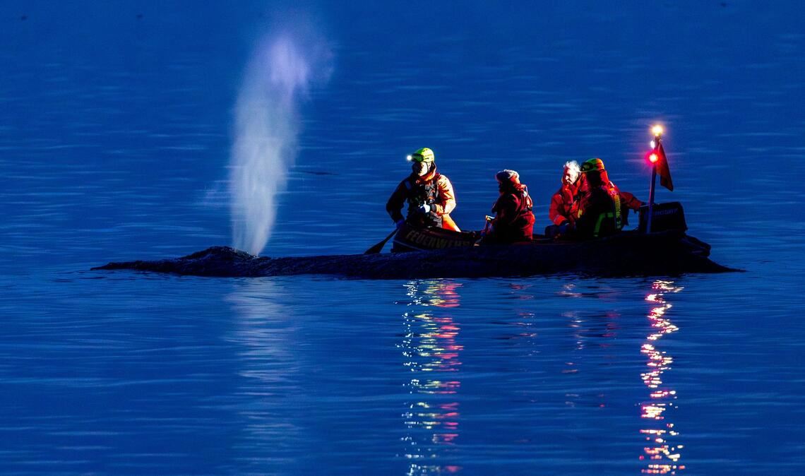 Rettungskräfte versuchen am Abend einen an der Ostseeküste am Timmendorfer Strand gestrandeten Wal wieder in tiefes Wasser zubringen.