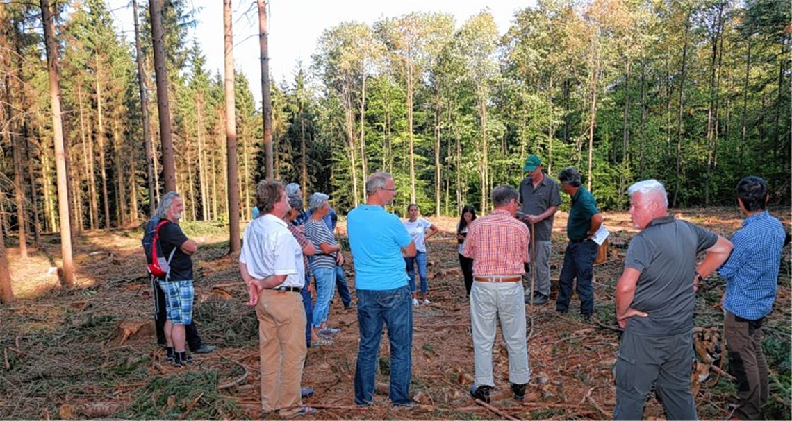 Fichten fallen Borkenkäfern zum Opfer