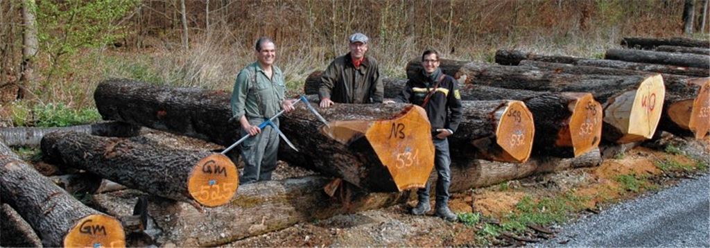 Revierförster Martin Schickle (v. li.), Neulingens Bürgermeister Michael Schmidt und Philipp Schweigler vom Forstamt Enzkreis präsentieren die Rekordeiche mit der Nummer 531. 